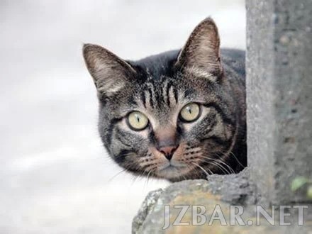 154230fudkvjiwzkkabgbi.jpg